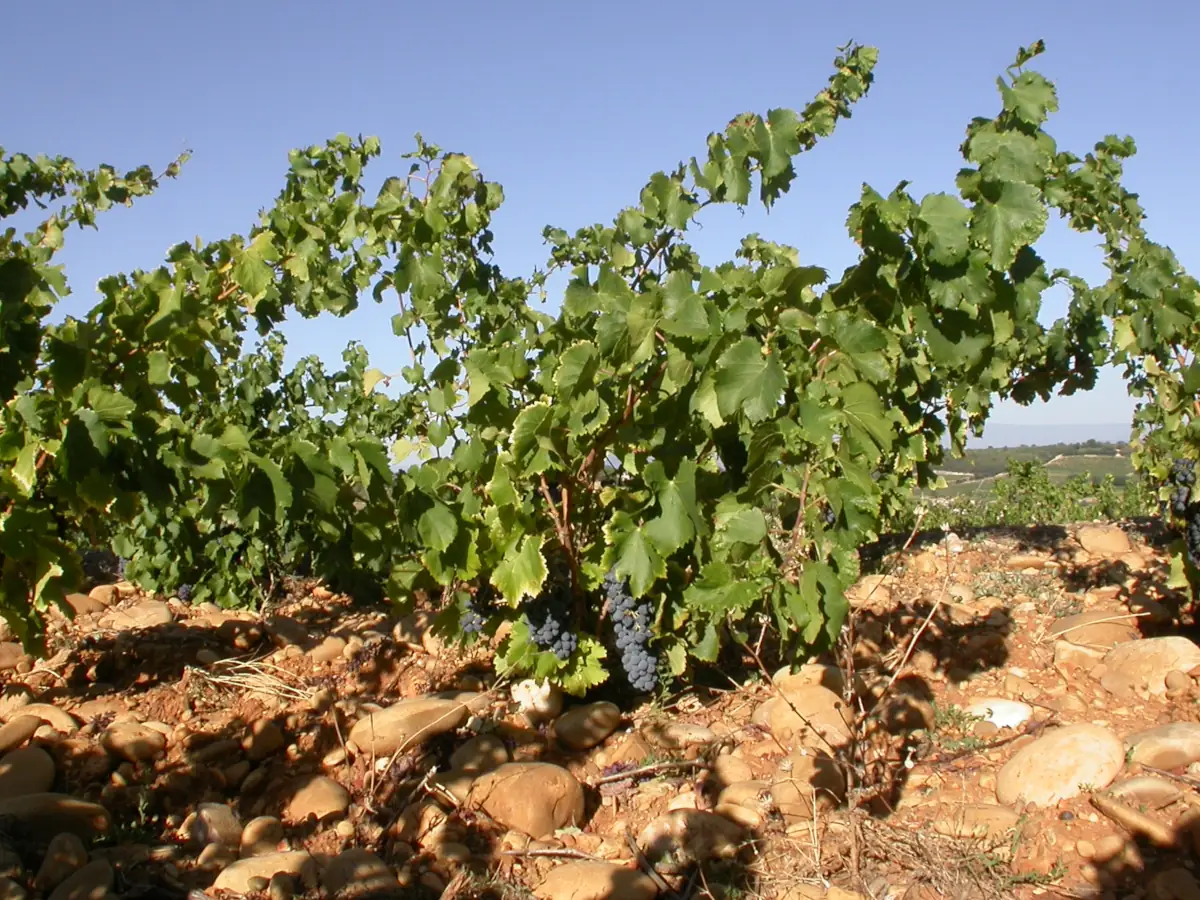 Vineyard of Châteauneuf du Pape © VF