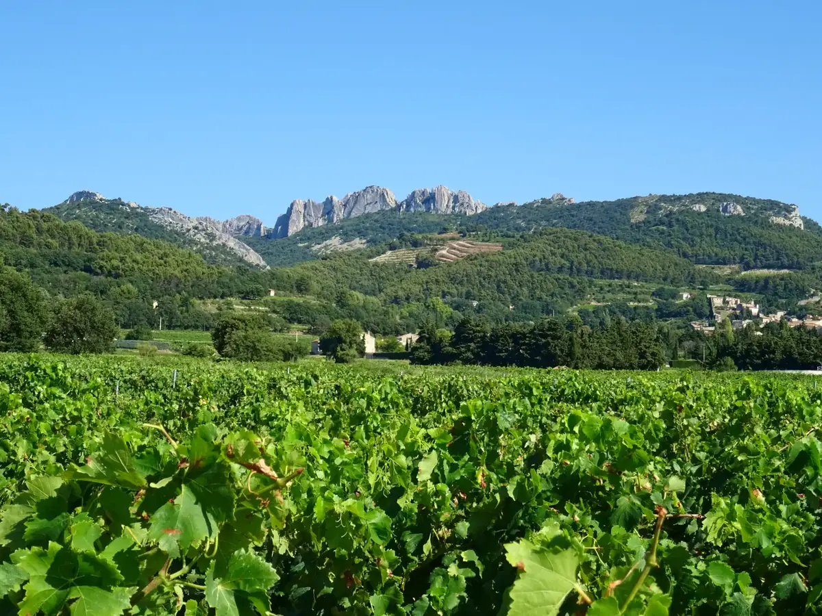 Gigondas und die Dentelles de Montmirail