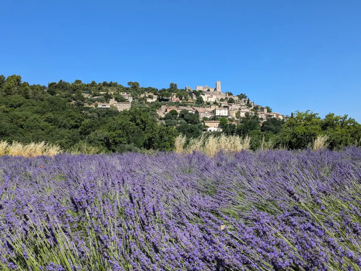 Lavandes au pied de Lacoste village du Luberon &copy; VF