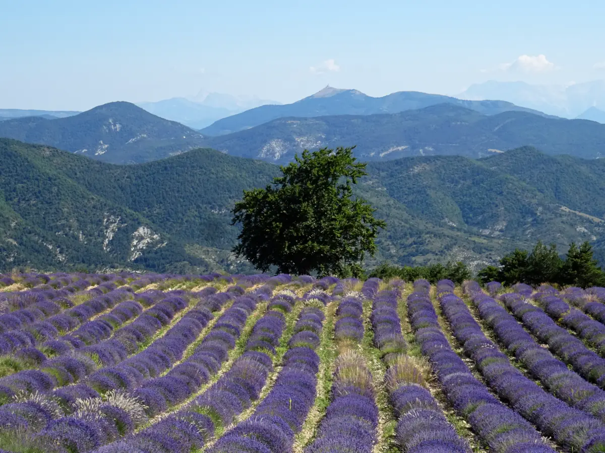 Buis les Baronnies © VF