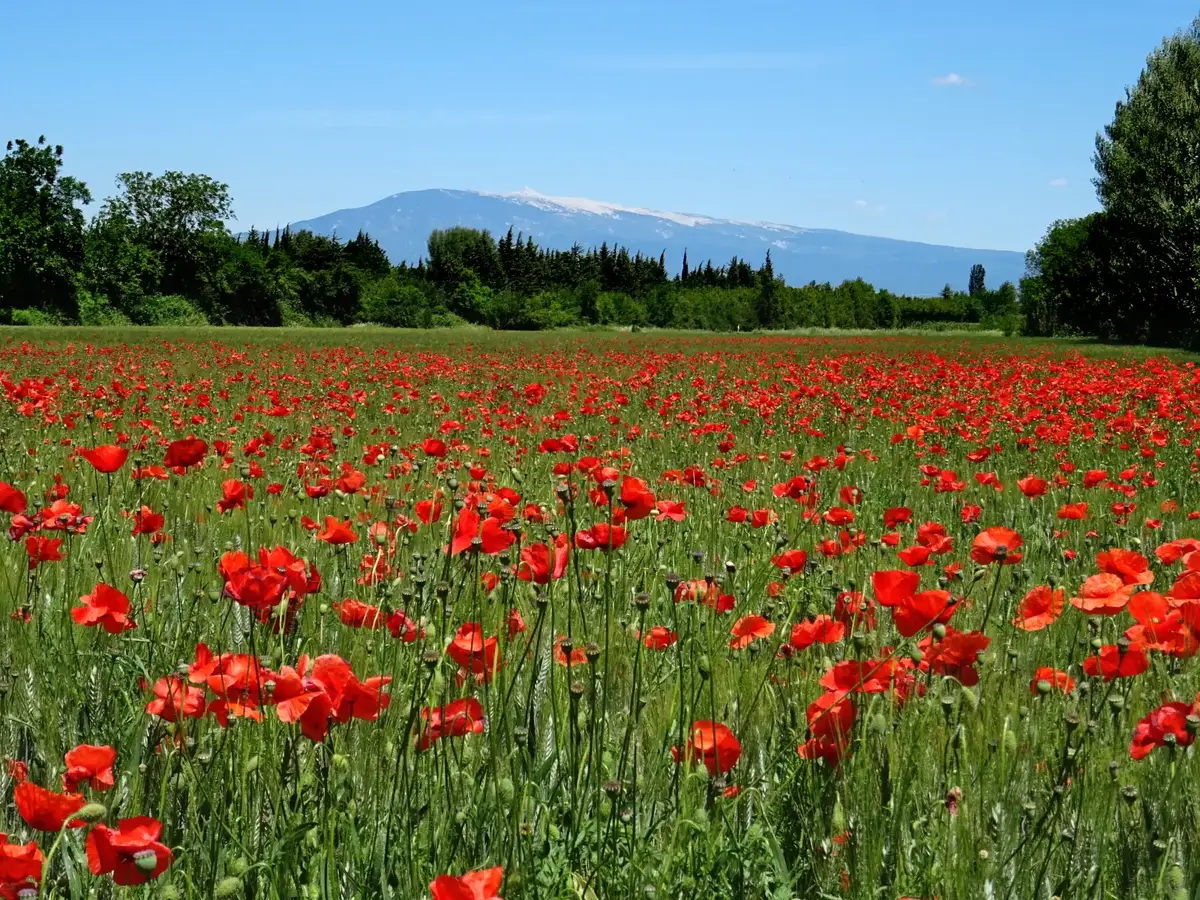 Mont Ventoux, Gigant der Provence © VF