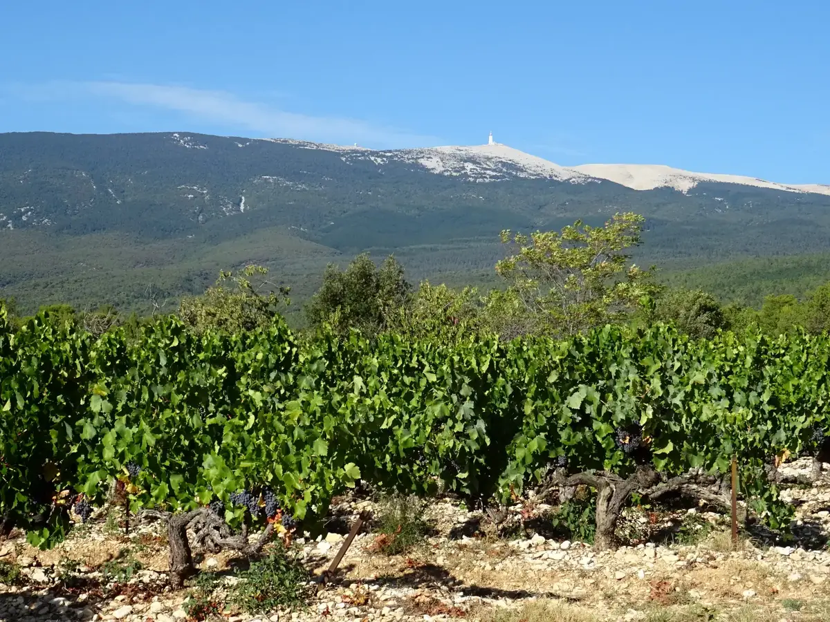 AOC Ventoux-Weinberge © VF