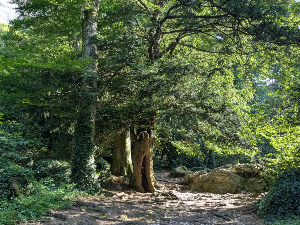 Old forest in the Sainte-Baume © VF
