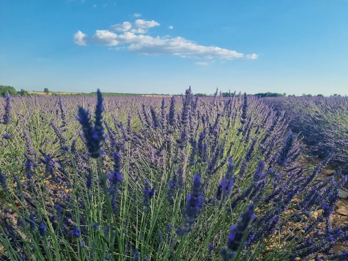 Valensole Lavenders