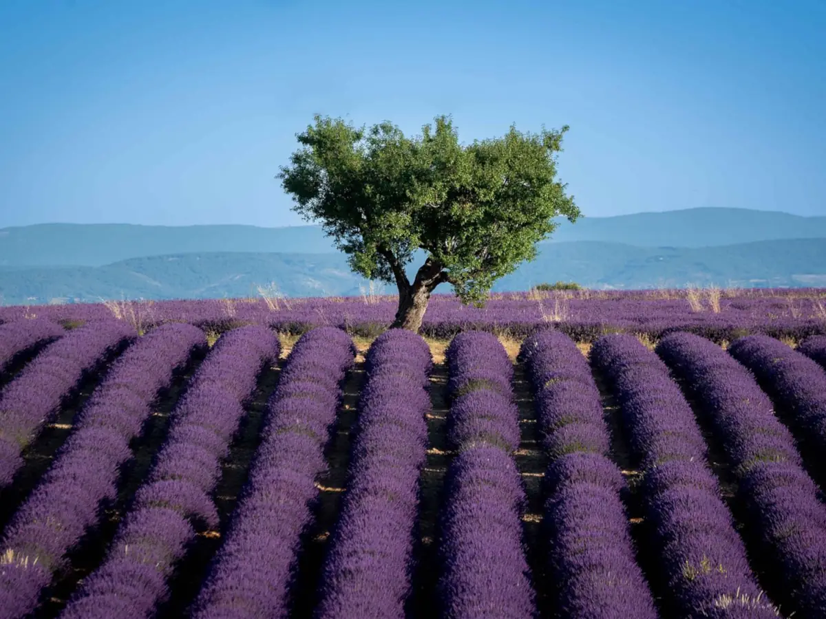 Valensole Lavenders